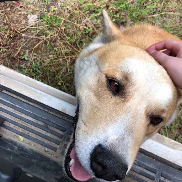 Meet your Posher, Shae - Picture 1 of 1